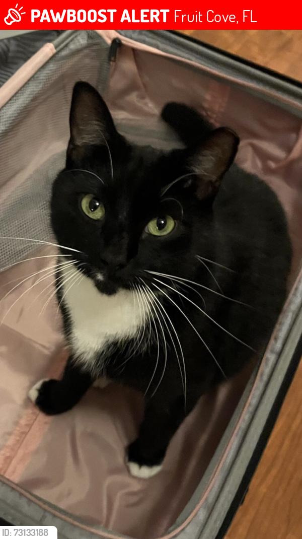 Lost Male Cat last seen Bell Branch Lane, St Johns, Fruit Cove, FL 32259