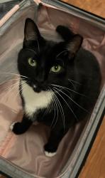 Lost Male Cat last seen Bell Branch Lane, St Johns, Fruit Cove, FL 32259
