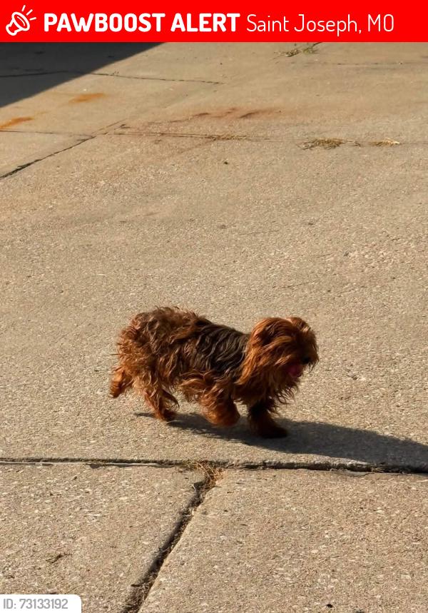 Lost Female Dog last seen Southwest parkway, Saint Joseph, MO 64503