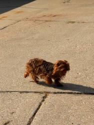 Lost Female Dog last seen Southwest parkway, Saint Joseph, MO 64503