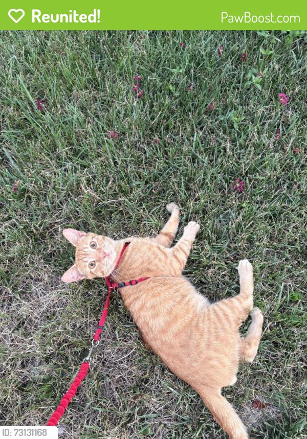 Reunited Male Cat last seen On the Bend of Pamela Rd, Richmond, VA 23229