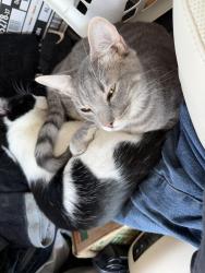 Lost Male Cat last seen S Graham St and Beacon Ave, Seattle, WA 98108