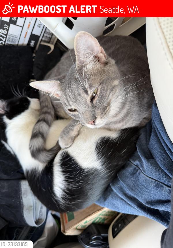 Lost Male Cat last seen S Graham St and Beacon Ave, Seattle, WA 98108