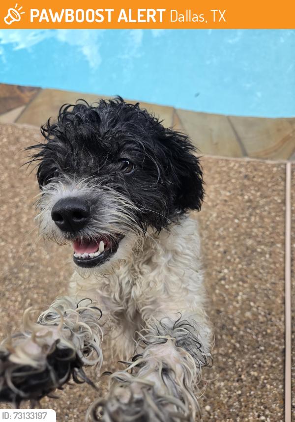Found/Stray Female Dog last seen S Carrier and Bardin, Dallas, TX 75201