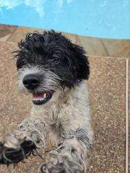Found/Stray Female Dog last seen S Carrier and Bardin, Dallas, TX 75201