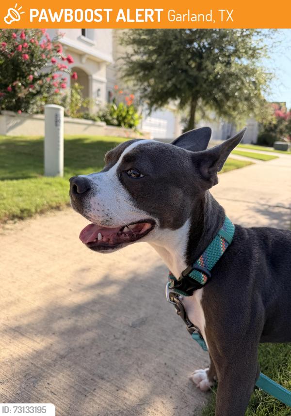 Found/Stray Male Dog last seen Not sure, Garland, TX 75040