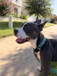 Found/Stray Male Dog last seen Not sure, Garland, TX 75040