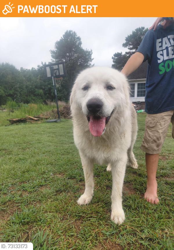 Found/Stray Male Dog last seen Willow Spring, Johnston County, NC 27592