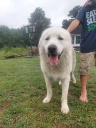 Found/Stray Male Dog last seen Willow Spring, Johnston County, NC 27592
