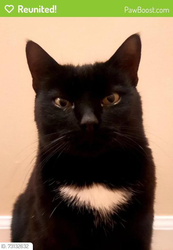 Reunited Male Cat last seen foxlease, Herndon, VA 20171