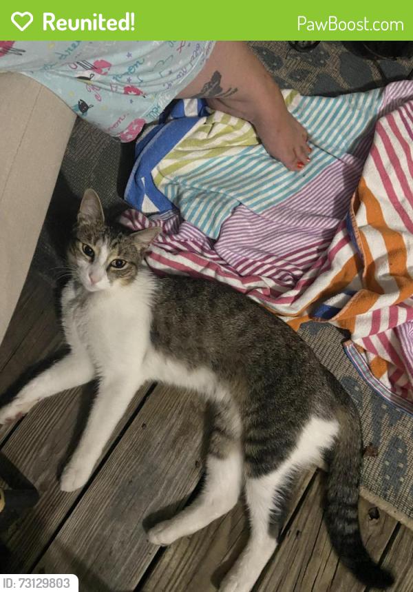 Reunited Male Cat last seen Commerce Pl, Burlington, NC 27215, USA, Burlington, NC 27215