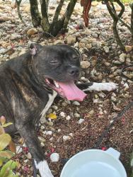 Reunited Unknown Dog last seen Sea Grass Circle, Boca Raton, FL, Palm Beach County, FL 33498