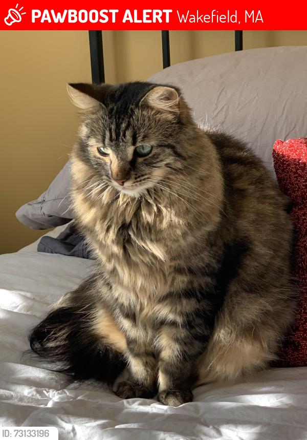Lost Female Cat last seen Upland rd Wakefield ma, Wakefield, MA 01880