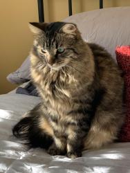 Lost Female Cat last seen Upland rd Wakefield ma, Wakefield, MA 01880