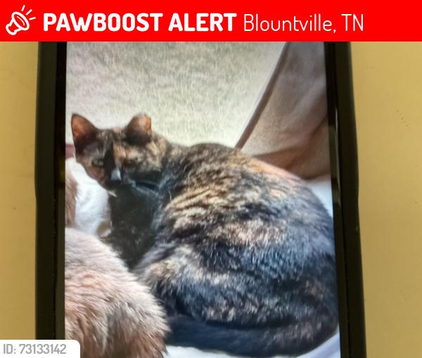 Lost Female Cat last seen Austin Powder Rd, Blountville, TN 37617
