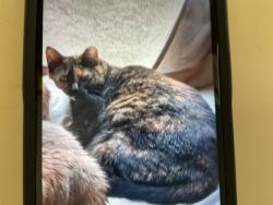 Lost Female Cat last seen Austin Powder Rd, Blountville, TN 37617