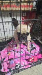 Lost Female Dog last seen West palm beach, West Palm Beach, FL 33401