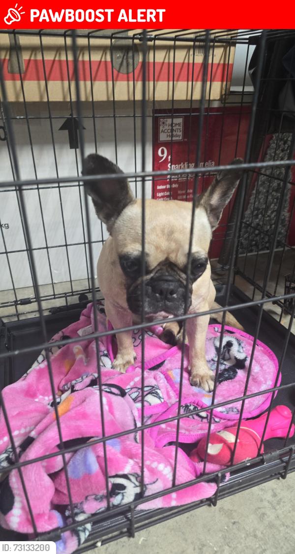 Lost Female Dog last seen West palm beach, West Palm Beach, FL 33401