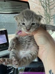 Shelter Stray Female Cat last seen , 8485 E Reno Ave, Midwest City, OK 73110, USA