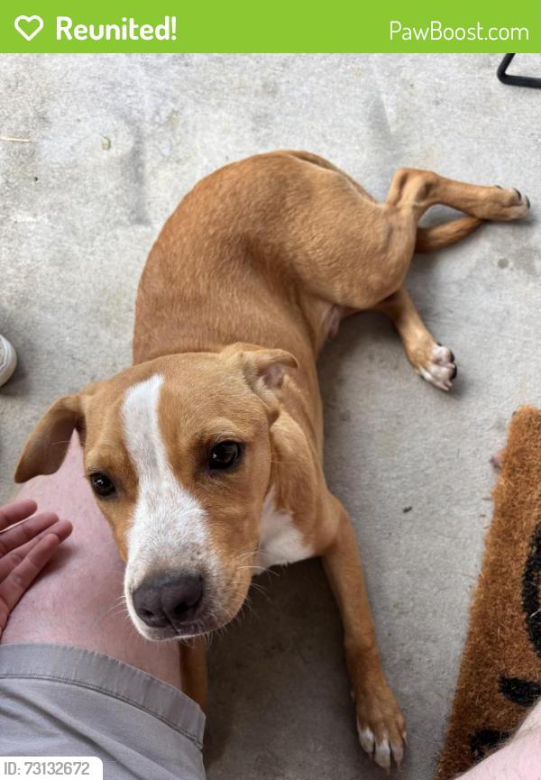 Reunited Male Dog last seen Moore rd, Chattanooga, TN 37411