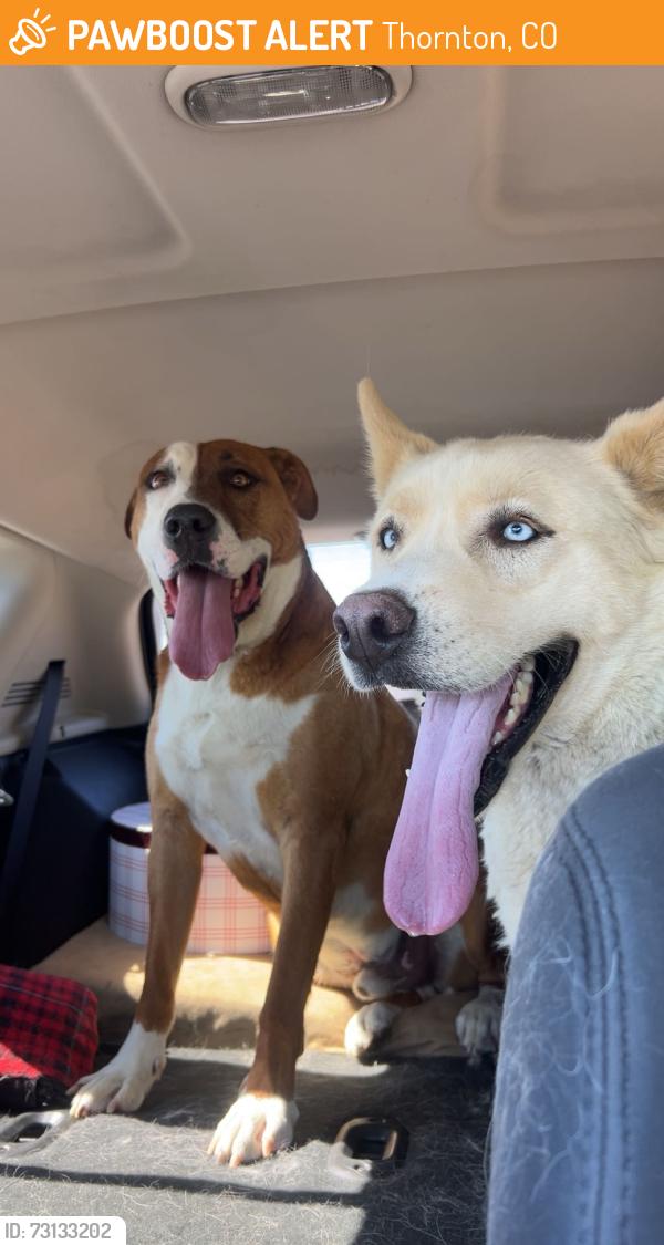 Found/Stray Male Dog last seen 97th place and Cook st, Thornton, CO 80229