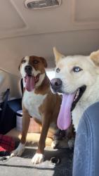 Found/Stray Male Dog last seen 97th place and Cook st, Thornton, CO 80229