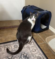 Found/Stray Male Cat last seen Packard ests canal, Meridian, ID 83646