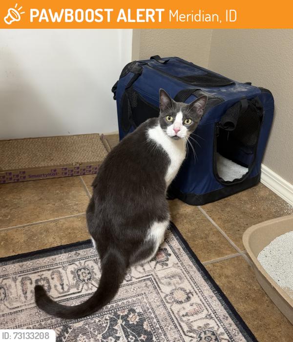 Found/Stray Male Cat last seen Packard ests canal, Meridian, ID 83646