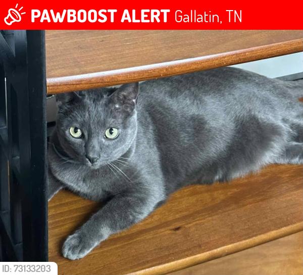 Lost Male Cat last seen Ross Avenue, Gallatin, TN 37066