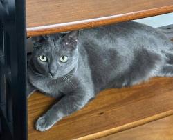Lost Male Cat last seen Ross Avenue, Gallatin, TN 37066
