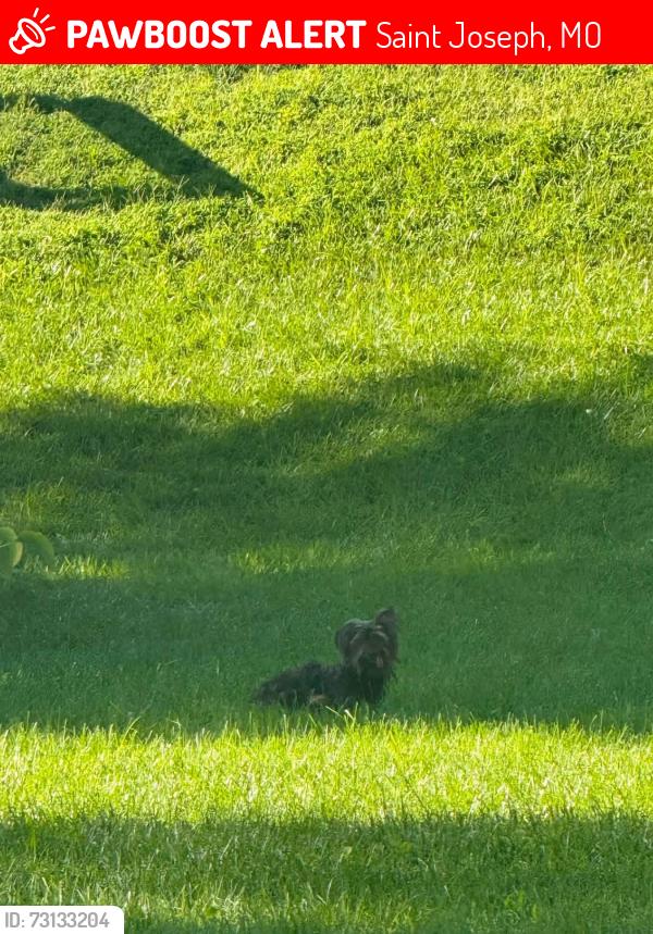 Lost Male Dog last seen South parkway, Saint Joseph, MO 64503