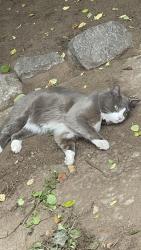 Reunited Male Cat last seen Nw 10th st, Melrose Ln., Oklahoma City, OK 73132