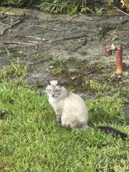 Found/Stray Unknown Cat last seen Heritage park, Plantation, FL 33317