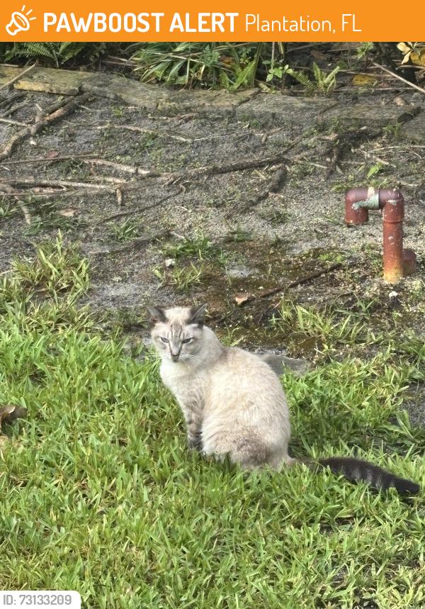 Found/Stray Unknown Cat last seen Heritage park, Plantation, FL 33317