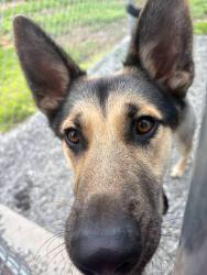 Reunited Male Dog last seen Village trader gas station, Franklin, NC 28734
