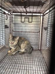 Shelter Stray Female Cat last seen Bexar County, 3353 Morningside Dr, New Braunfels, TX 78132, USA
