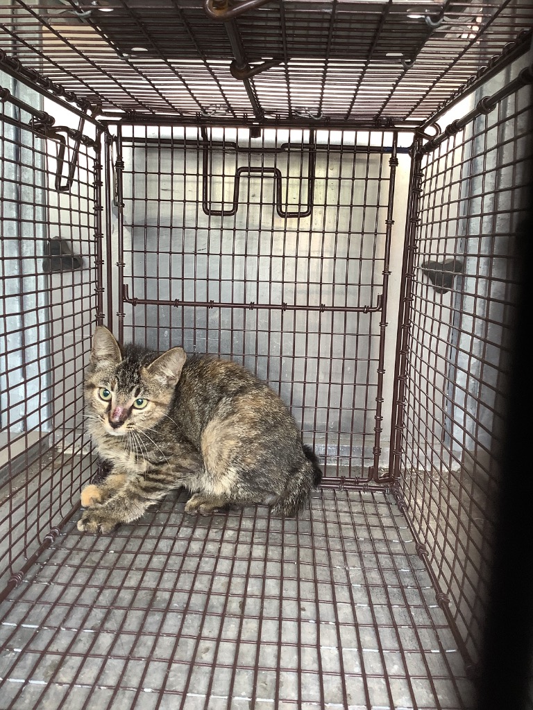 Shelter Stray Female Cat last seen Bexar County, 3353 Morningside Dr, New Braunfels, TX 78132, USA