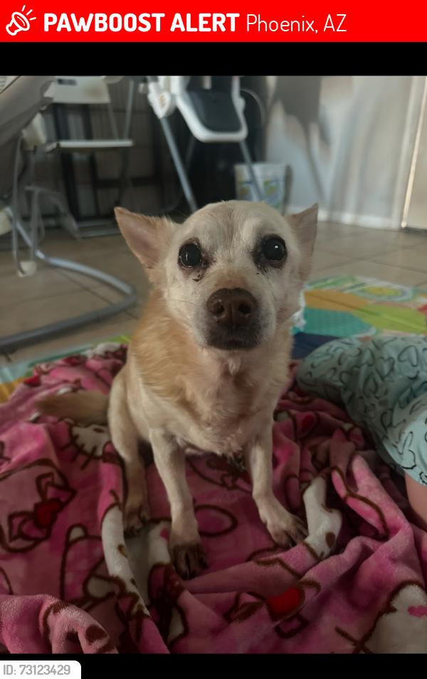 Lost Female Dog last seen Near St macdowell, Phoenix, AZ 85008