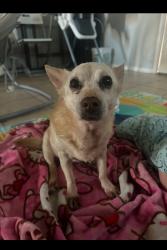 Lost Female Dog last seen Near St macdowell, Phoenix, AZ 85008