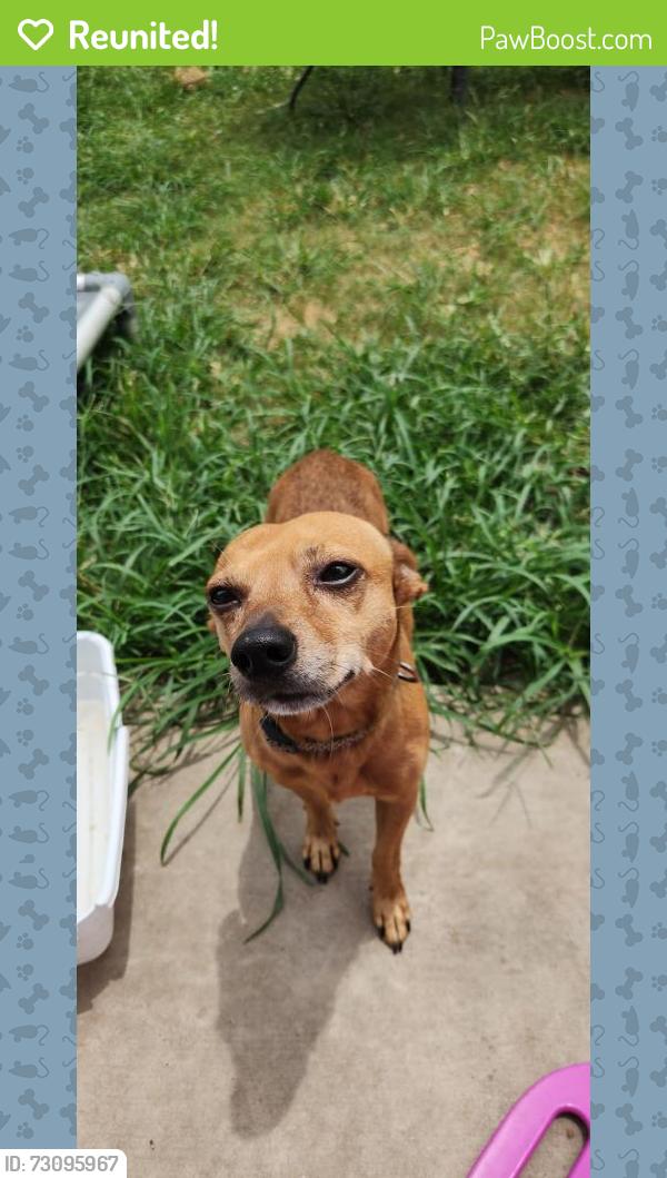 Reunited Male Dog last seen Longenbaugh and Greenhouse, Houston, TX 77433