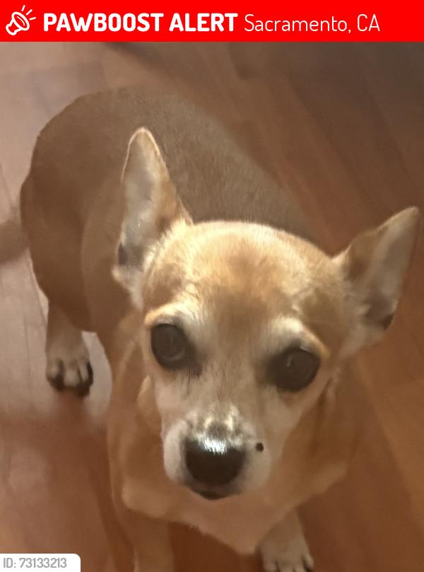 Lost Female Dog last seen Sacramento 95823, Petco Parking Lot Florin Rd , lady in red car foliwing her., Sacramento, CA 95831
