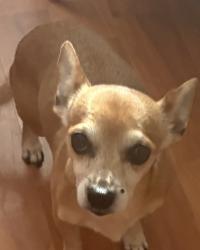 Lost Female Dog last seen Sacramento 95823, Petco Parking Lot Florin Rd , lady in red car foliwing her., Sacramento, CA 95831