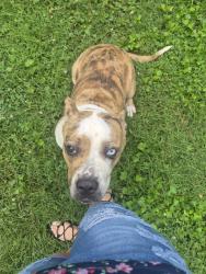 Found/Stray Female Dog last seen Sarvis, Knoxville, TN 37920