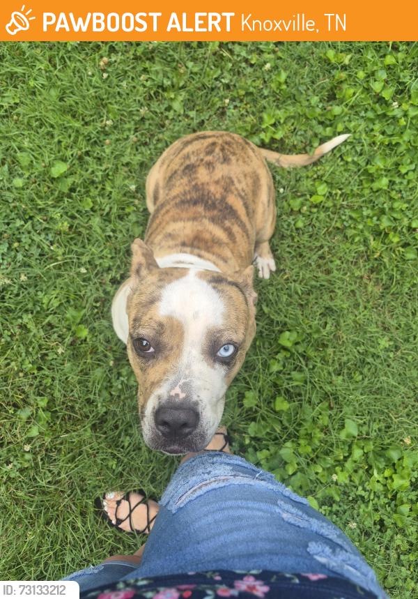 Found/Stray Female Dog last seen Sarvis, Knoxville, TN 37920