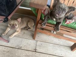 Reunited Female Dog last seen pasadena high school, Pasadena, TX 77506