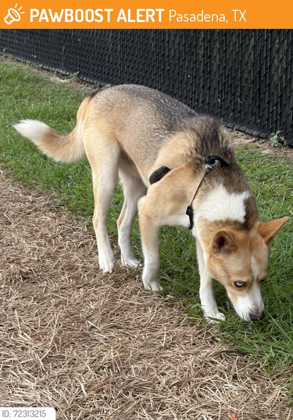 Found/Stray Male Dog last seen Stoney Creek Dr, Pasadena 77503, Pasadena, TX 77503