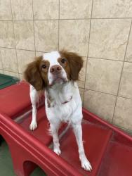Reunited Male Dog last seen Tall Oaks Way, Magnolia, TX 77354