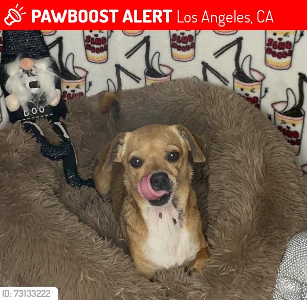 Lost Male Dog last seen Wilmington, Los Angeles, CA 90059
