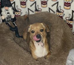Lost Male Dog last seen Wilmington, Los Angeles, CA 90059