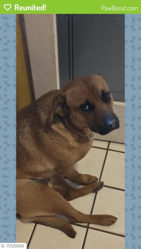Reunited Female Dog last seen Wayne + Vinewood, Romulus, MI 48174